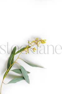 Vertical stock photo of flowers