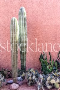 Vertical Stock Photo of cactus in front of pink wall