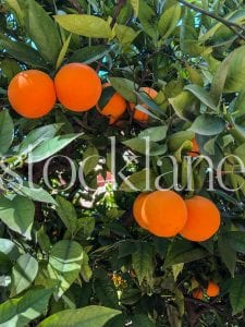 Vertical stock photo of orange tree