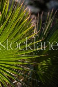 Vertical stock photo of palm leaves