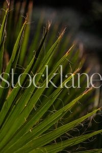 Vertical stock photo of palm leaves