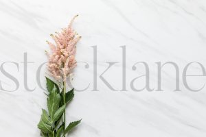 Horizontal stock photo of pink flower