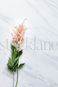 Vertical stock photo of pink flower