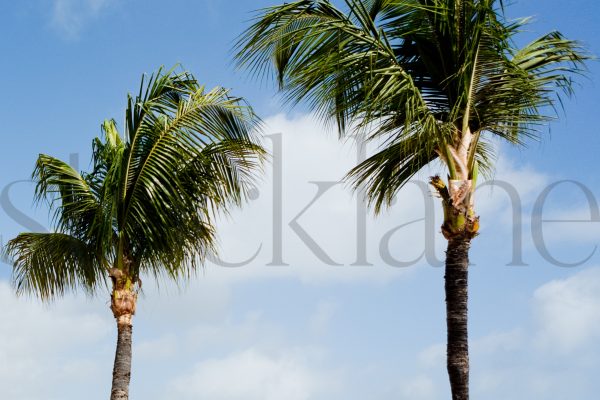 Horizontal stock photo of palm trees