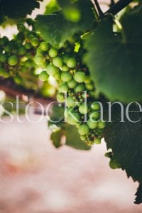 Vertical Stock photo of wine grapes