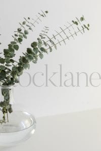 Vertical stock photo of eucalyptus