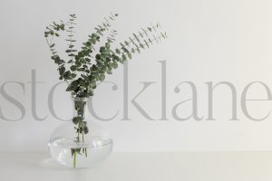 Horizontal stock photo of plant in vase