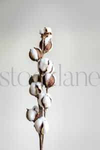 Vertical Stock Photo of Cotton Stem