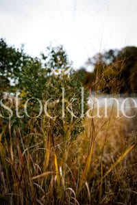 Vertical stock photo of fall by the river