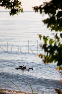 Vertical stock photo of ducks on a river