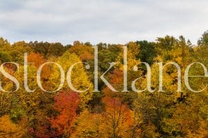 Horizontal stock photo of fall colors and trees
