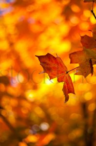 Vertical stock photo of fall colors and trees