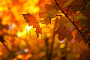 Horizontal stock photo of fall colors and trees