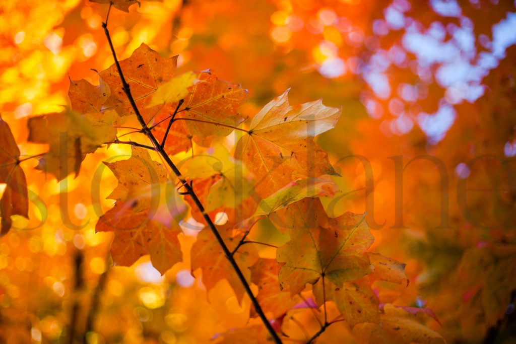 Horizontal stock photo of fall colors and trees