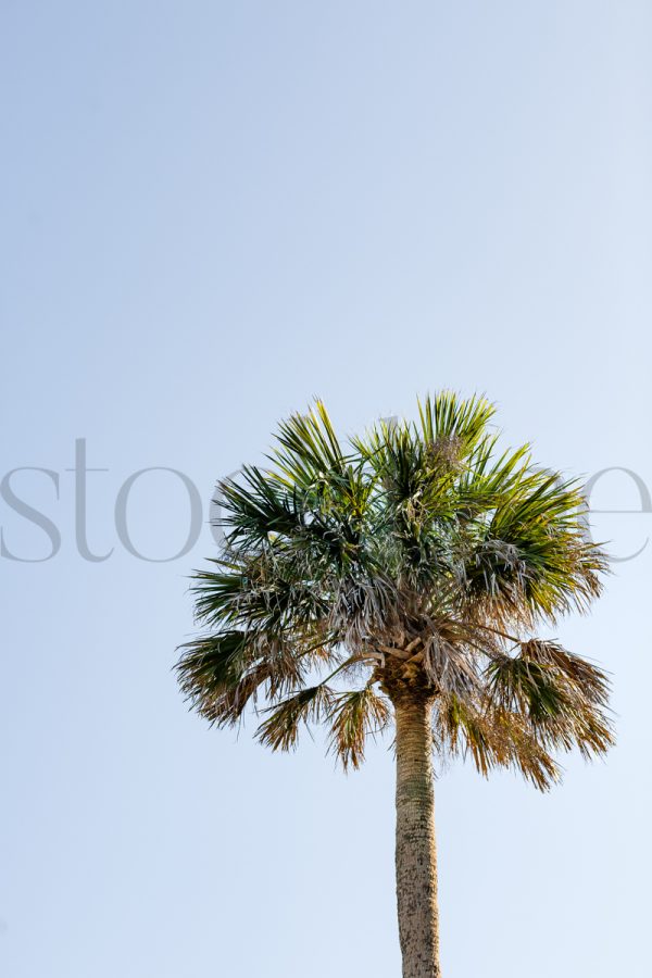 Vertical stock photo of palm tree