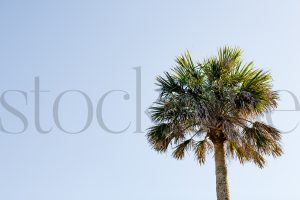 Horizontal stock photo of palm tree