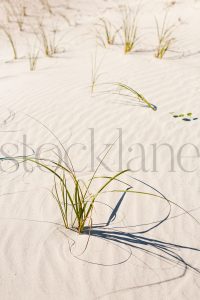 Vertical stock photo of sand dunes