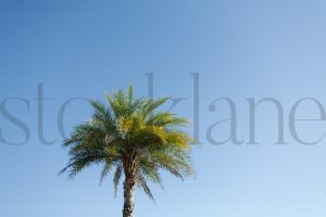 Horizontal stock photo of palm tree