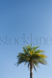 Vertical Stock photo a palm tree