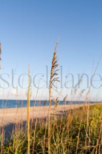 Vertical Stock photo of the beach