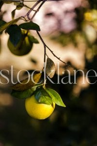 Vertical Stock Photo of a lemon