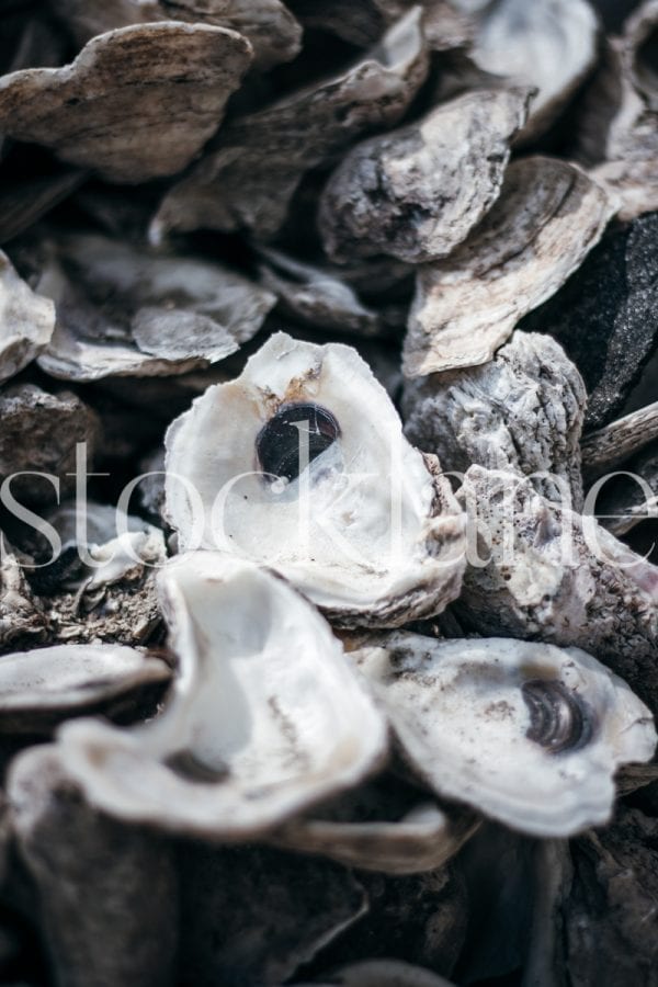 Vertical Stock photo of oyster shells