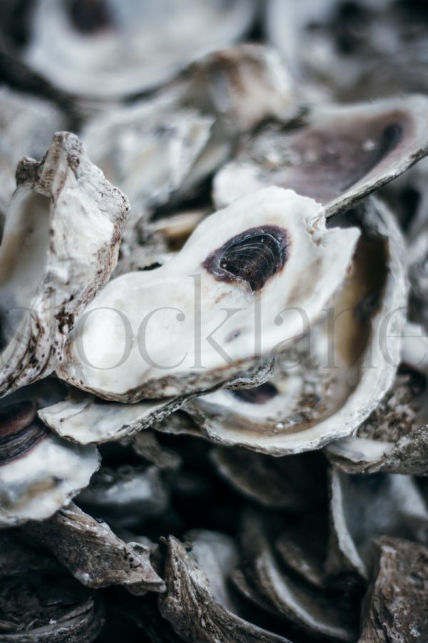 Vertical Stock photo of oyster shells