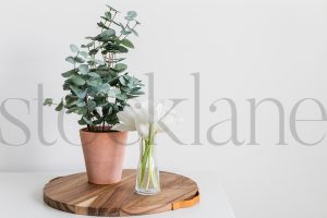 Horizontal stock photo of potted plant and tulips
