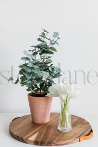 Vertical stock photo of potted plant and tulips