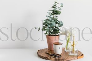 Horizontal stock photo of potted plant and tulips