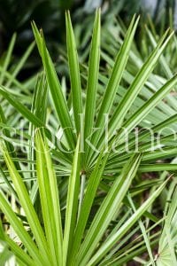 Vertical stock photo of palm tree leaves