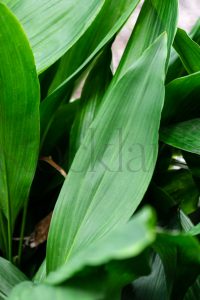 Vertical stock photo of plant leaves
