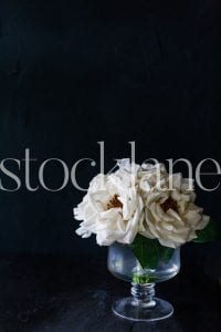 Vertical stock photo of white flowers in black background