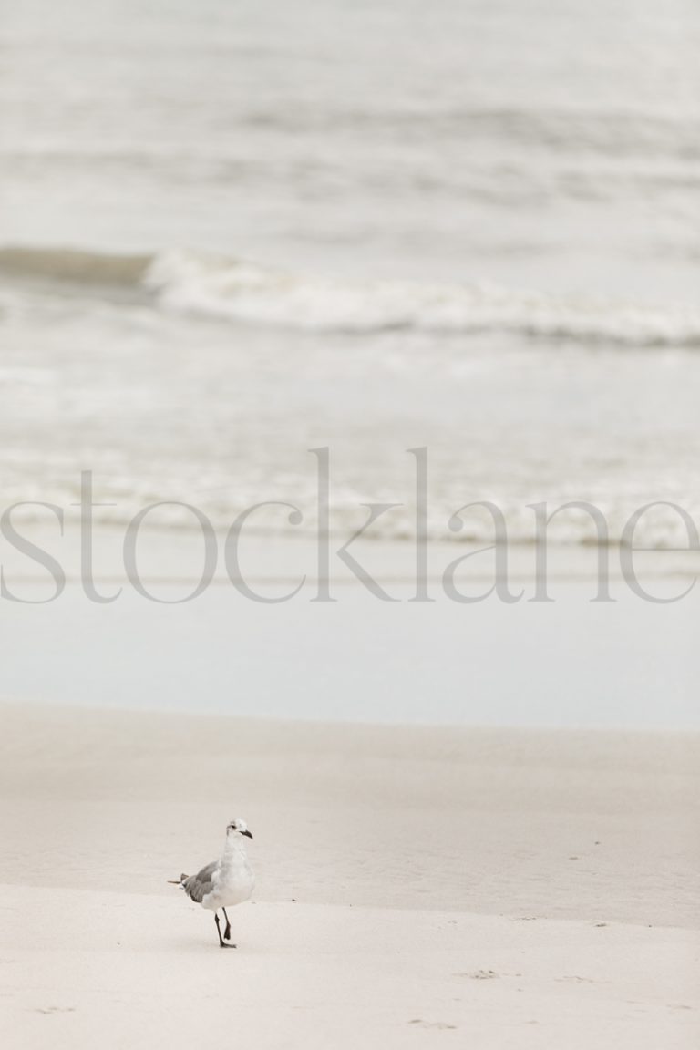 Vertical stock photo of seagull on the beach