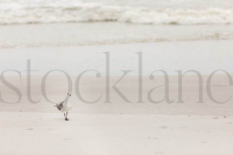 Horizontal stock photo of seagull on the beach