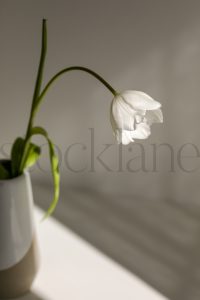 Vertical photo of flower in vase