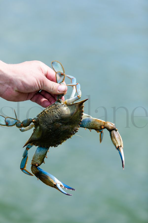 Vertical stock photo of a crab