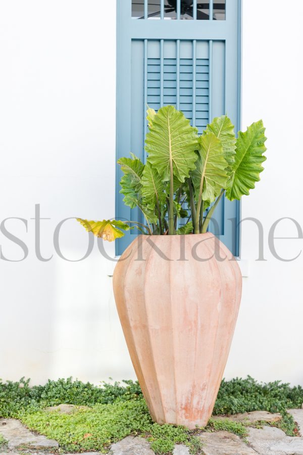 Vertical Stock photo of planters