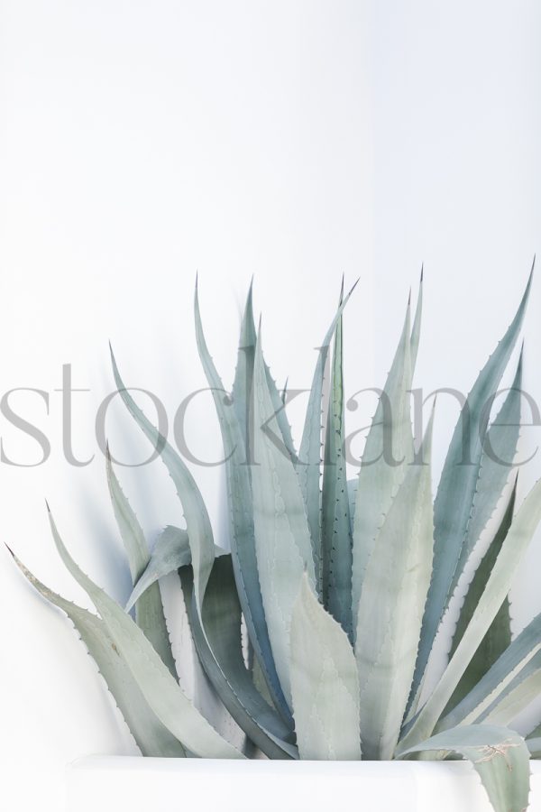 Vertical stock photo of agave plant