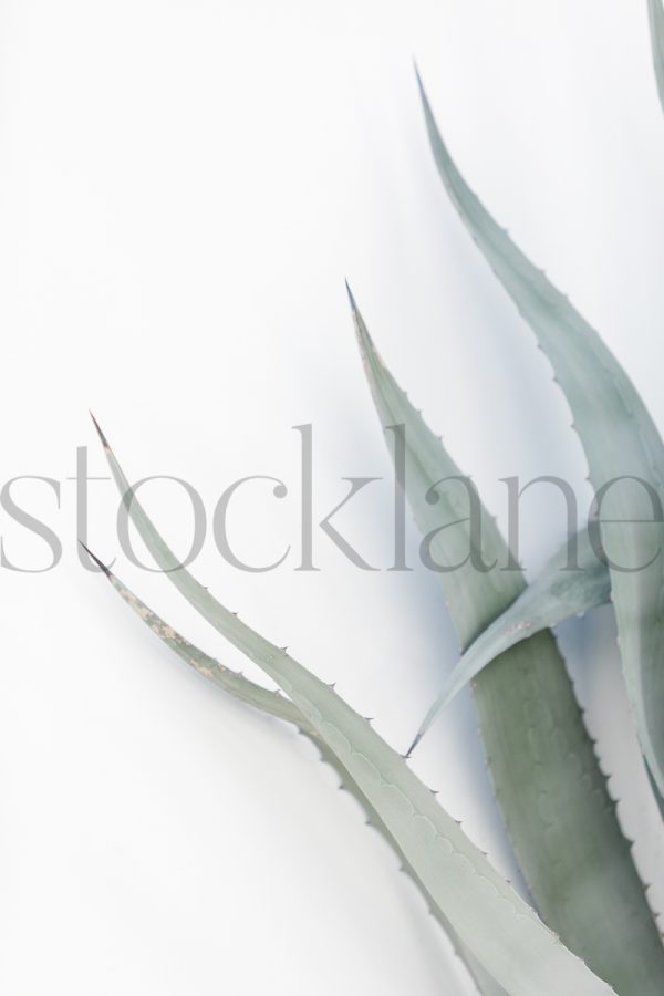 Vertical Stock Photo of agave plant