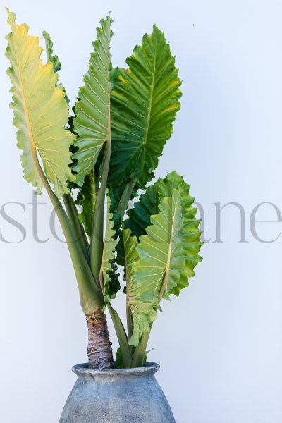 Vertical Stock photo of planters