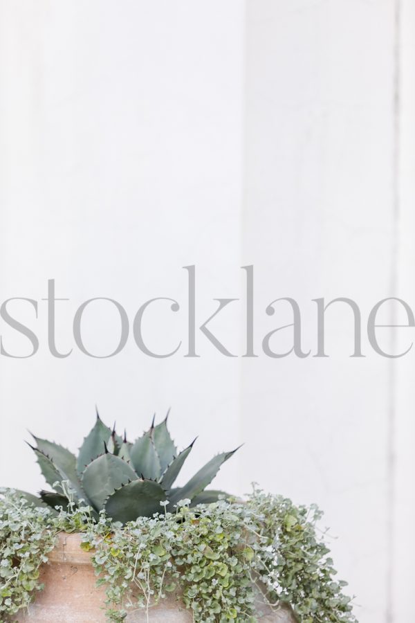 Vertical Stock photo of an agave plant