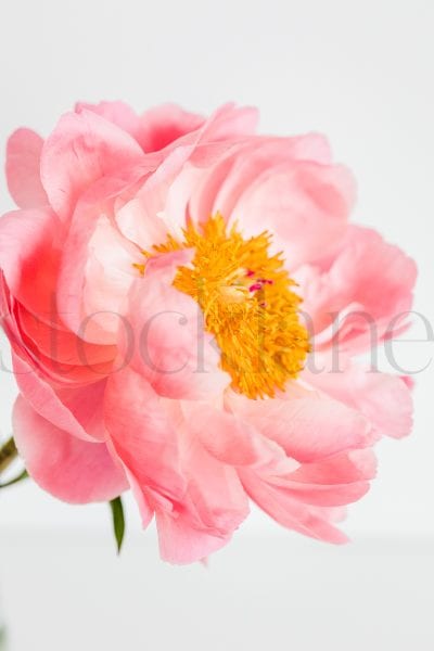 Vertical stock photo of peonies