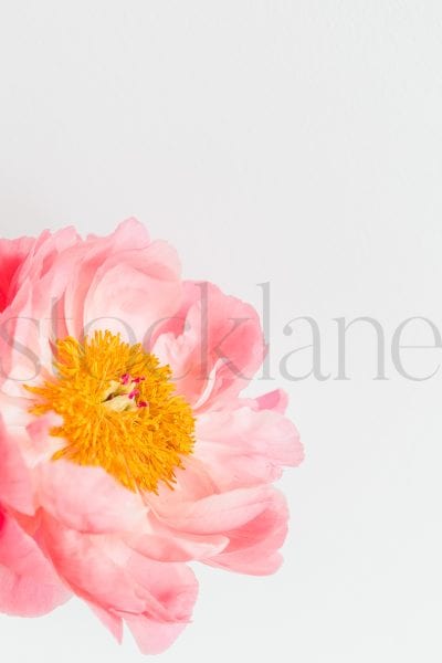 Vertical stock photo of peonies