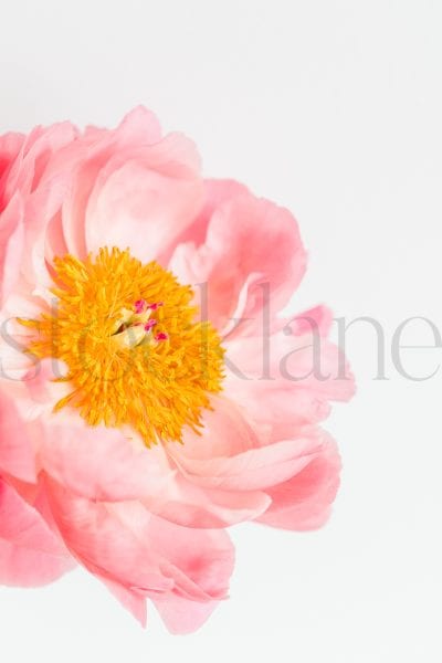 Vertical stock photo of peonies