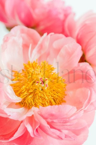 Vertical stock photo of peonies