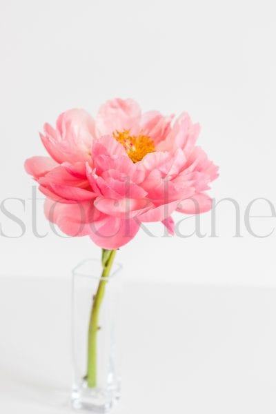 Vertical stock photo of peonies