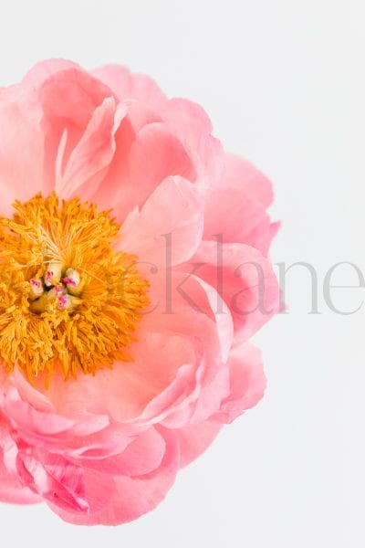 Vertical stock photo of peonies