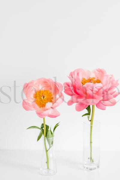 Vertical stock photo of peonies