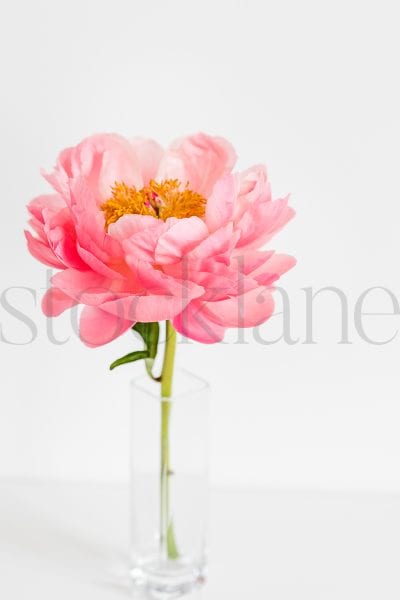 Vertical stock photo of peonies